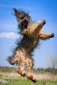 淡黄色布赖德犬背景图片