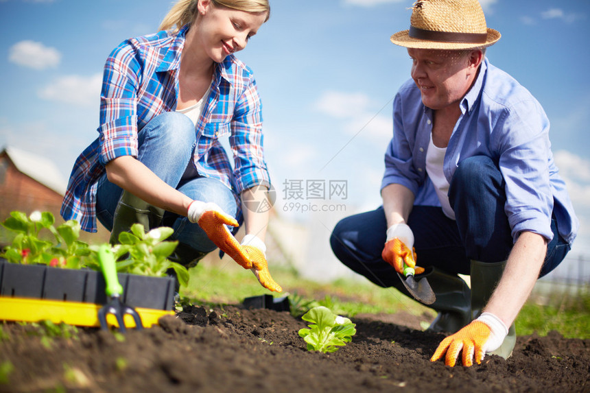 一对农民在花园里种苗的形象图片