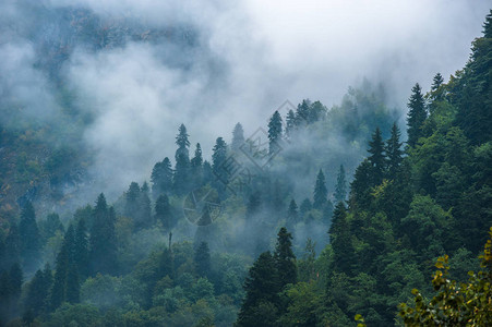 格鲁吉亚斯瓦涅蒂的雾中有山坡风背景图片