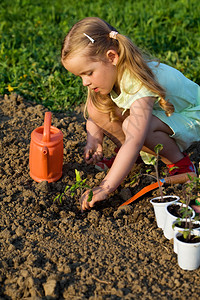 小女孩在春种番茄树苗图片