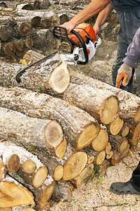 伐木工人用电锯切树干图片