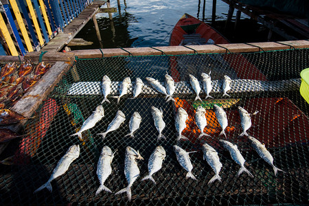 零食网素材海鲜产品是沙巴纳闽浮水村民的重要收入来源背景