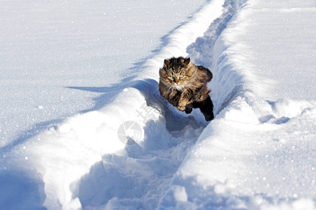 挪威的森林猫在下雪图片