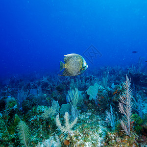 古巴卡约拉尔戈珊瑚附近法国大天使鱼Pomacanthus图片