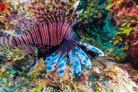 古巴拉戈岛礁洞附近的狮子鱼Pterois与五背景图片