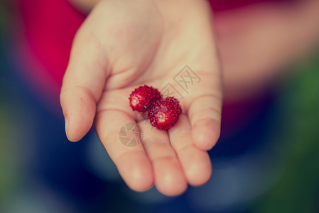 年轻孩子手掌上展示了两片成熟的红草莓图片