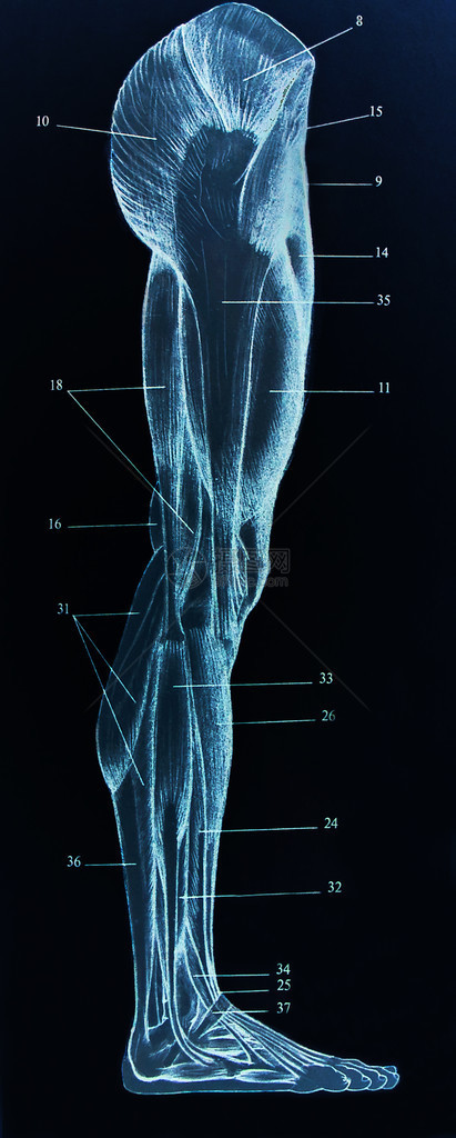男肌肉解剖学的观察图片