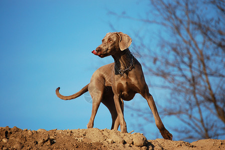 深棕色狗舌头伸出图片