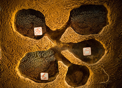 蚁群结构剖面图图片