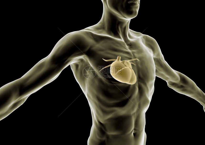 3d人体瘦人心脏和解图片