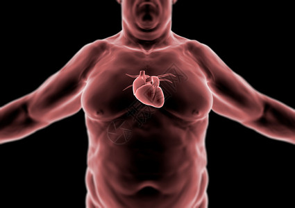 3d人体脂肪心脏和解图片