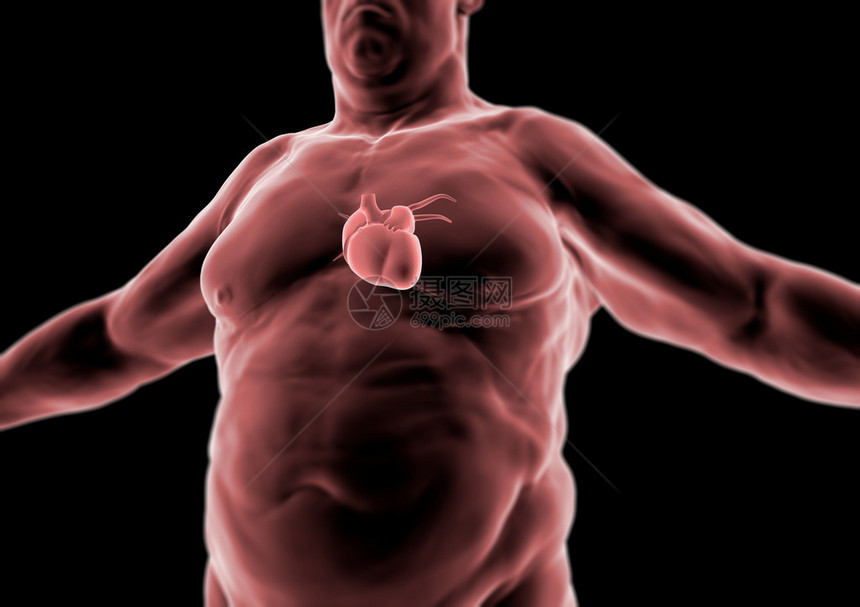 3d人体脂肪心脏和解图片