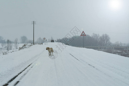 一只狗拉布多猎犬在冬季的雪路上行走图片