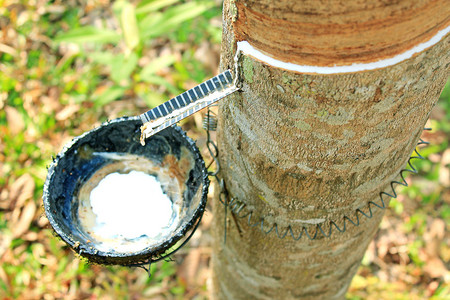 泰国橡胶树的牛奶图片