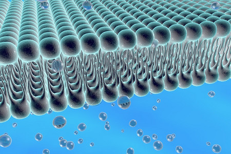 细胞膜脂质双层液体分子通过细胞膜扩散的数字图示细胞膜的微观视图生物学背背景图片