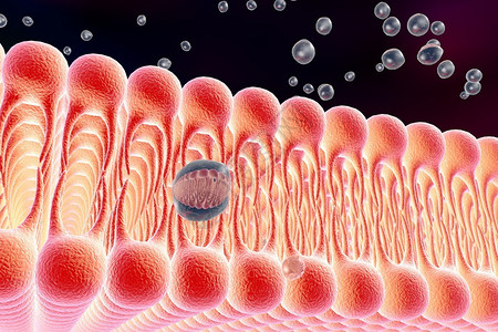 亲水台脂质双分子层液体分子通过细胞膜扩散的数字插图细胞膜的微观视图生物学背插画