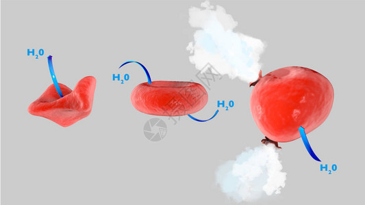 细胞渗透等渗溶液中的细胞高渗溶液中的细胞低渗溶液中的细图片