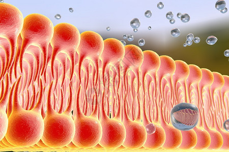 细胞膜脂质双层液体分子通过细胞膜扩散的数字图示细胞膜的微观视图生物学背背景图片