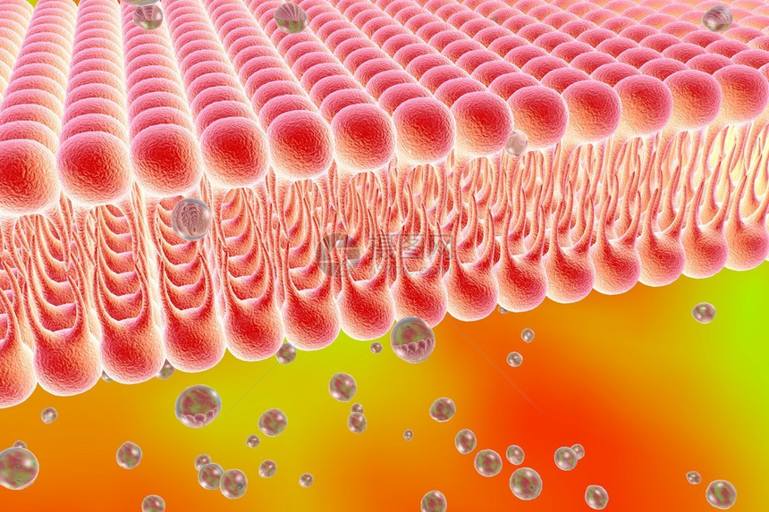 细胞膜脂质双层液体分子通过细胞膜扩散的数字图示细胞膜的微观视图生物学背图片