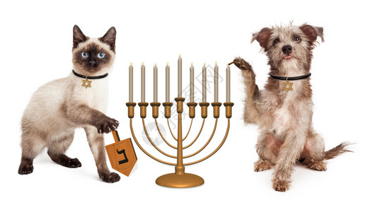 狗和猫光明节庆祝活动可爱的小狗点燃烛台和小猫旋转木制陀螺以庆祝犹背景图片