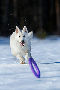 白狗在冬天追飞盘图片