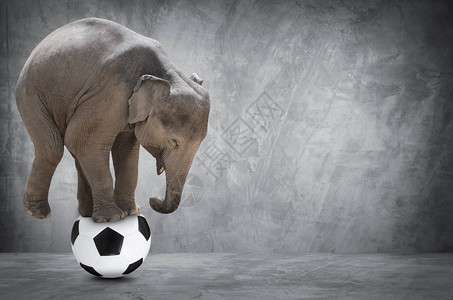亚洲大象在足球图片
