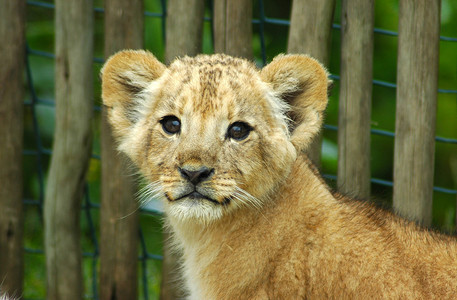 一个可爱的狮子幼狮头肖像在南非的一个背景图片