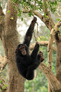 Chimpanzee非洲乌干达图片