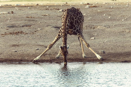 伊托沙公园水井上的Giraffe图片