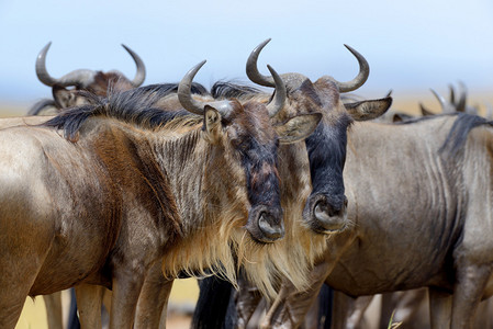 非洲肯尼亚公园野生动物图片