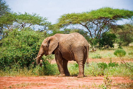 一头大象在大草原吃植物高清图片