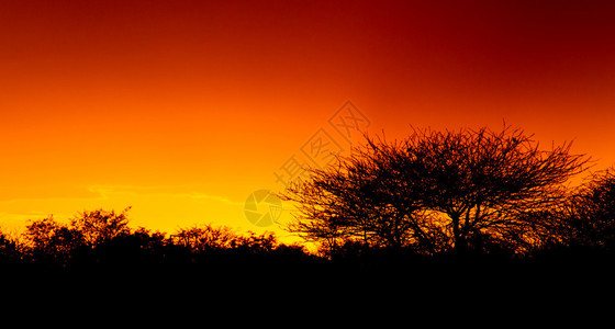 纳米比亚Namib沙漠日落时图画树和灌图片