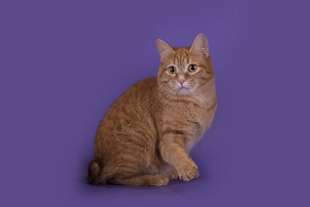 紫色背景前的橘猫图片