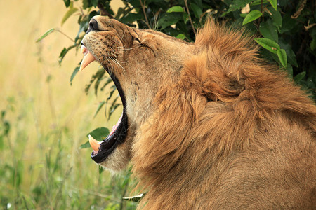 马里狮子非洲肯尼亚马赛图片