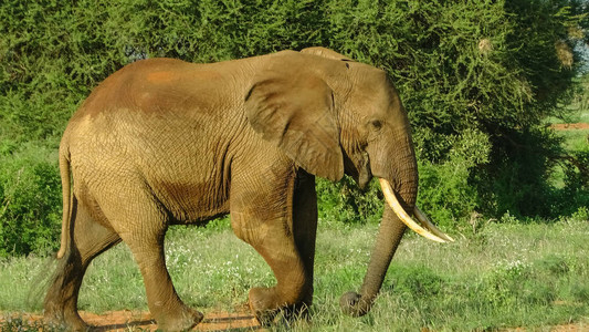 肯尼亚萨凡纳野生动物园的大象图片