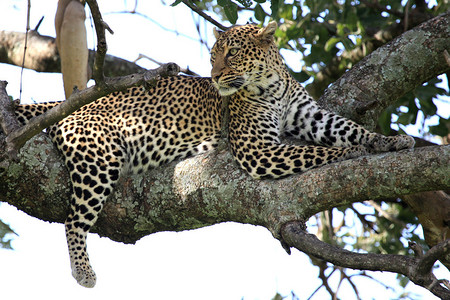 Leopard非洲肯尼亚MaasaiMa图片