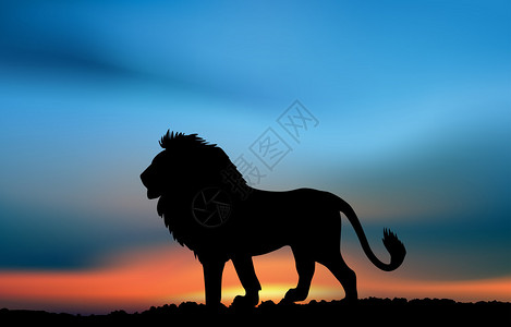 夕阳下的非洲狮插图图片