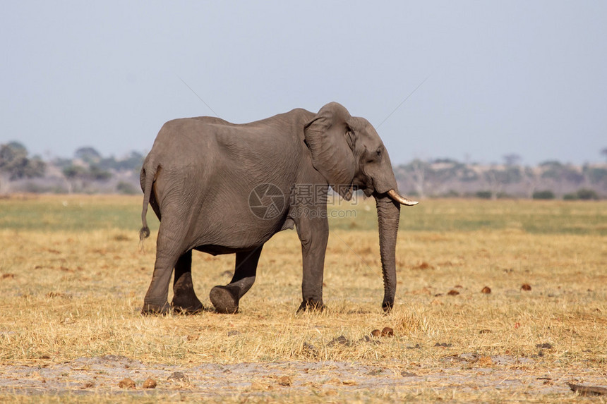 大象非洲博茨瓦纳图片