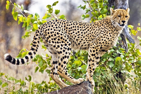 野生豹落于肯尼亚非洲MasaiMara的图片