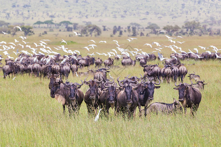 贝壳类大群角马在东非坦桑尼亚的塞伦盖蒂背景图片