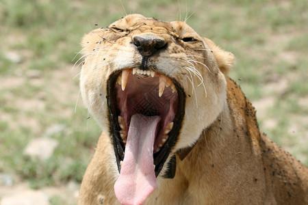 狮子Serengeti野生动物保护区图片