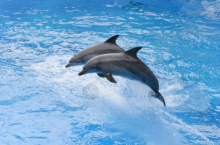 宽吻海豚从蓝色的水中跳跃背景图片