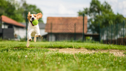 Beagle狗在户外与玩具一图片