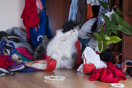 猫在衣柜里找东西的图片