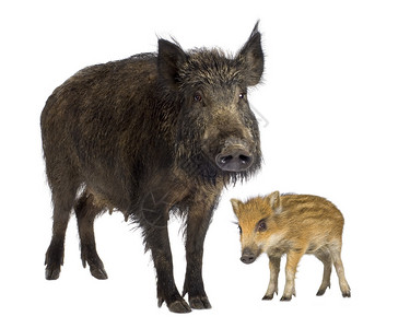野猪和她的年轻野猪在白背景图片