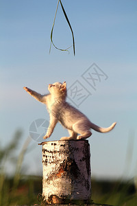 白色小猫坐在树桩上玩耍图片