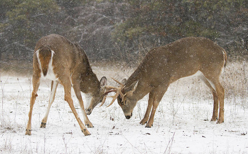 两只白尾鹿在雪天互相争斗图片
