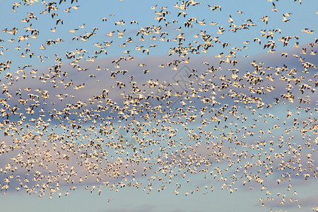 成千上万的迁徙雪雁与云图片