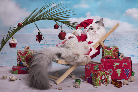 穿着圣诞老人西装的猫咪在海滩图片