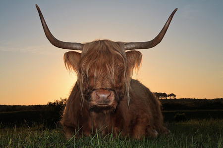 日落时在草丘景观中的苏格兰高地牛图片